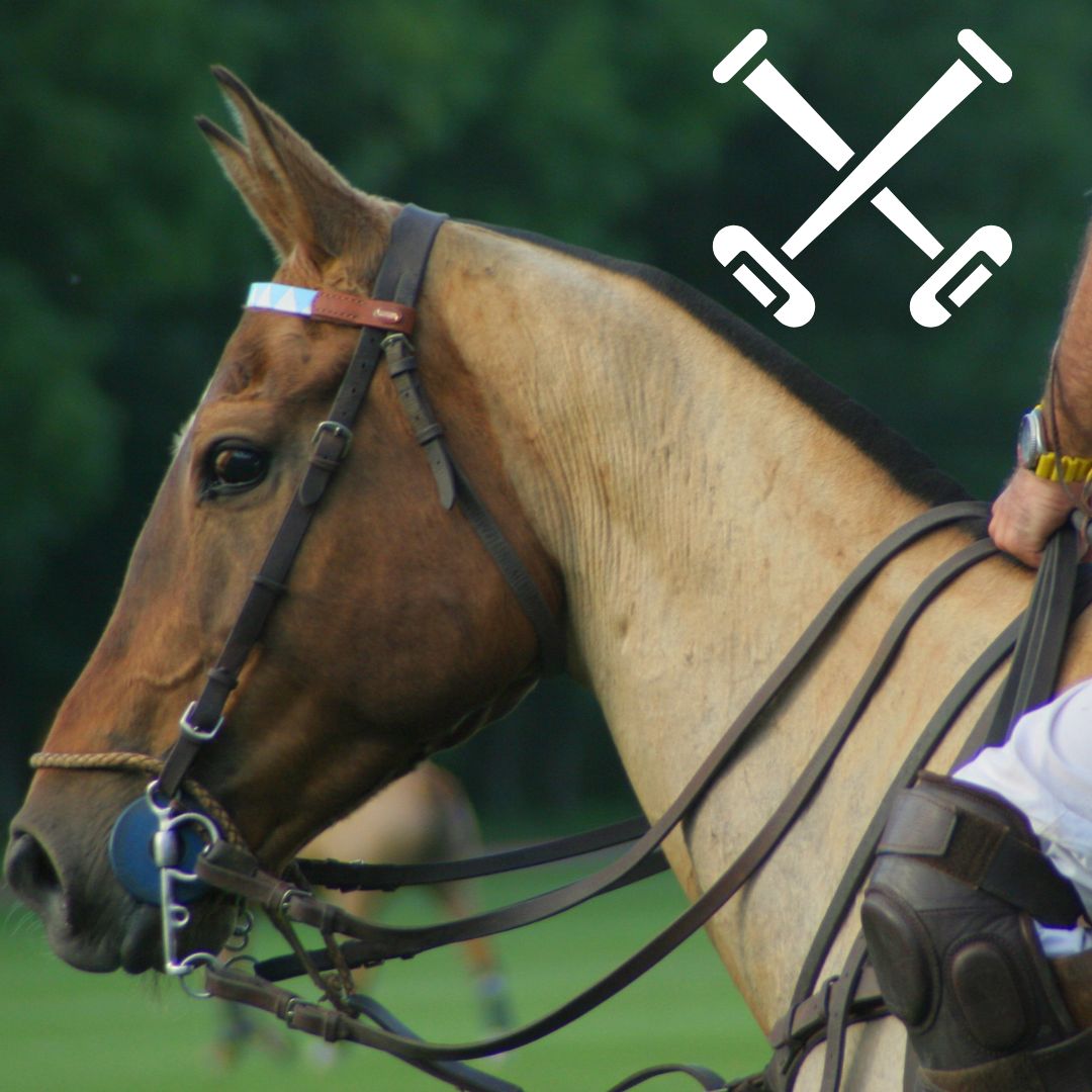 polo club